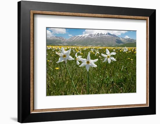 Poet's narcissus with Wild tulips in background , Italy-Paul Harcourt Davies-Framed Photographic Print