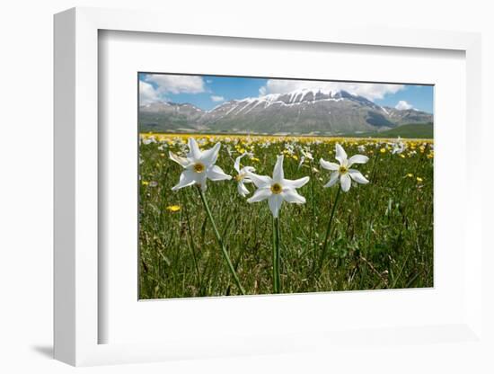 Poet's narcissus with Wild tulips in background , Italy-Paul Harcourt Davies-Framed Photographic Print