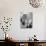 Poet William Carlos Williams-Lisa Larsen-Mounted Premium Photographic Print displayed on a wall