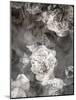 Poetic Photographic Layer Work Fromroses and Seashells in Monotone Colours-Alaya Gadeh-Mounted Photographic Print