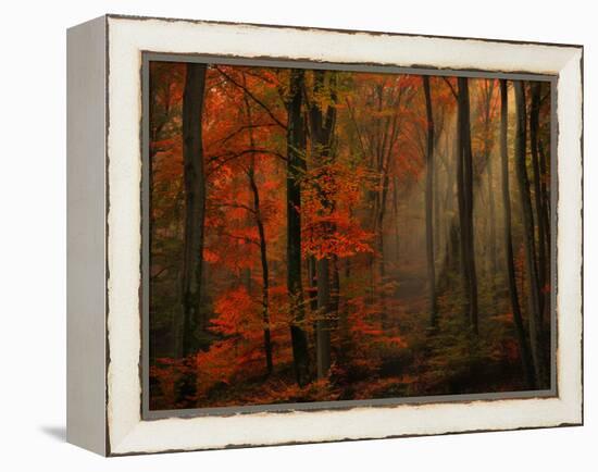 Poetry of Colors-Philippe Sainte-Laudy-Framed Premier Image Canvas