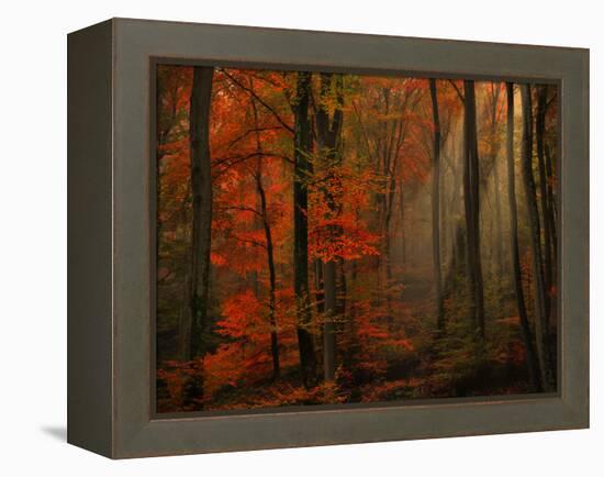 Poetry of Colors-Philippe Sainte-Laudy-Framed Premier Image Canvas