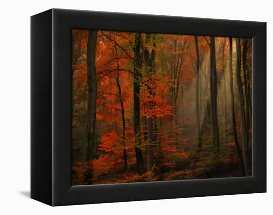 Poetry of Colors-Philippe Sainte-Laudy-Framed Premier Image Canvas