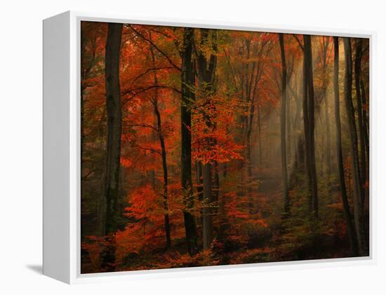 Poetry of Colors-Philippe Sainte-Laudy-Framed Premier Image Canvas