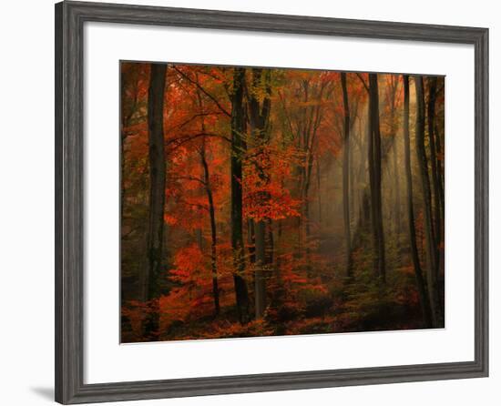 Poetry of Colors-Philippe Sainte-Laudy-Framed Premium Photographic Print