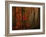Poetry of Colors-Philippe Sainte-Laudy-Framed Photographic Print