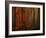 Poetry of Colors-Philippe Sainte-Laudy-Framed Photographic Print