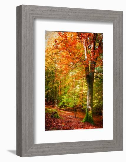 Poets of the Fall-Philippe Sainte-Laudy-Framed Photographic Print