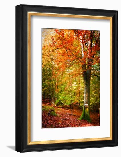 Poets of the Fall-Philippe Sainte-Laudy-Framed Photographic Print