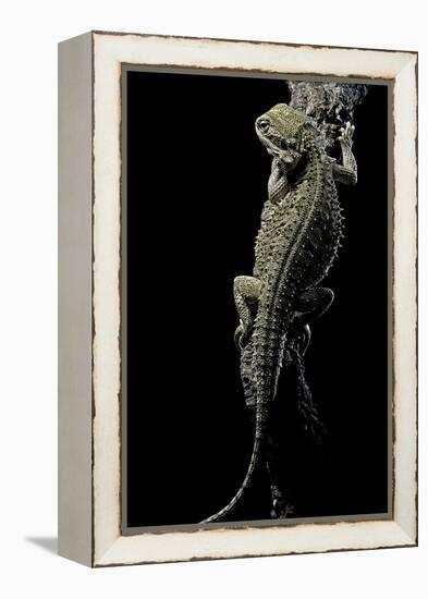 Pogona Brevis (Bearded Dragon)-Paul Starosta-Framed Premier Image Canvas