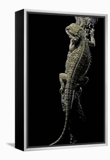 Pogona Brevis (Bearded Dragon)-Paul Starosta-Framed Premier Image Canvas