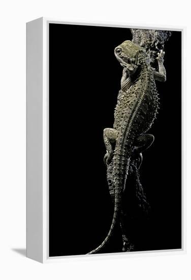 Pogona Brevis (Bearded Dragon)-Paul Starosta-Framed Premier Image Canvas
