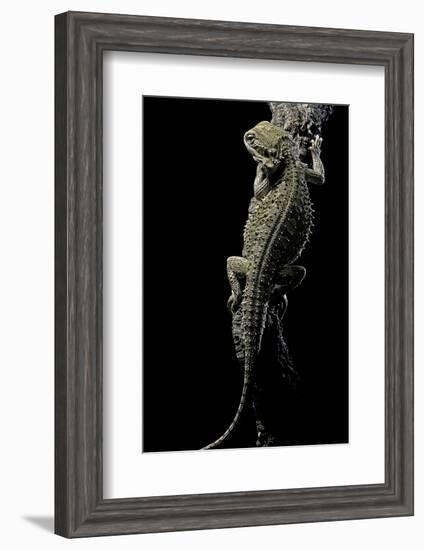 Pogona Brevis (Bearded Dragon)-Paul Starosta-Framed Photographic Print