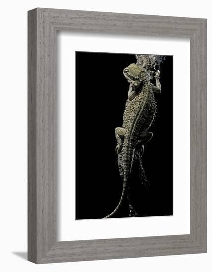 Pogona Brevis (Bearded Dragon)-Paul Starosta-Framed Photographic Print