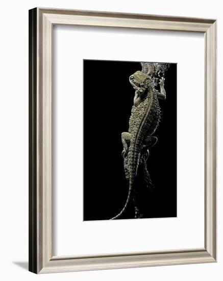 Pogona Brevis (Bearded Dragon)-Paul Starosta-Framed Photographic Print