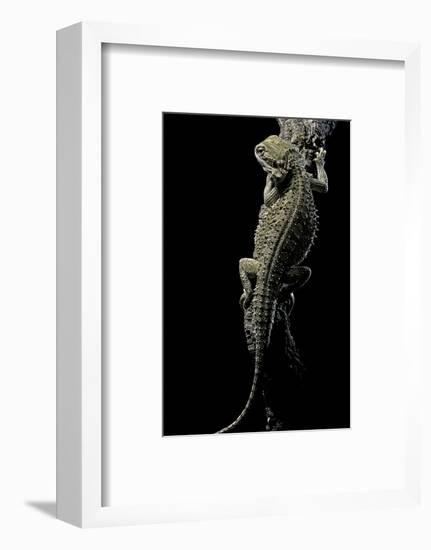 Pogona Brevis (Bearded Dragon)-Paul Starosta-Framed Photographic Print
