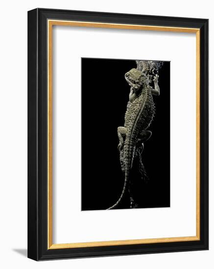 Pogona Brevis (Bearded Dragon)-Paul Starosta-Framed Photographic Print