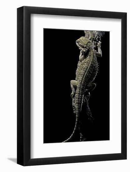 Pogona Brevis (Bearded Dragon)-Paul Starosta-Framed Photographic Print