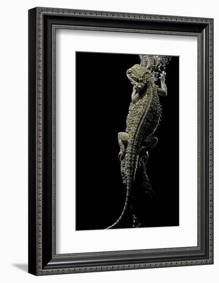 Pogona Brevis (Bearded Dragon)-Paul Starosta-Framed Photographic Print