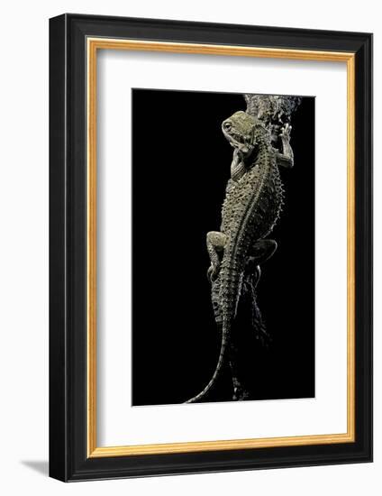 Pogona Brevis (Bearded Dragon)-Paul Starosta-Framed Photographic Print