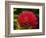 Pohutukawa Flower, Dunedin, South Island, New Zealand-David Wall-Framed Photographic Print