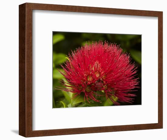 Pohutukawa Flower, Dunedin, South Island, New Zealand-David Wall-Framed Photographic Print