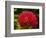 Pohutukawa Flower, Dunedin, South Island, New Zealand-David Wall-Framed Photographic Print