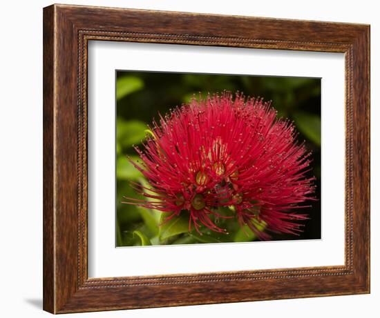 Pohutukawa Flower, Dunedin, South Island, New Zealand-David Wall-Framed Photographic Print