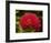 Pohutukawa Flower, Dunedin, South Island, New Zealand-David Wall-Framed Photographic Print