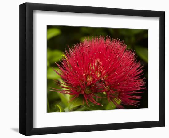 Pohutukawa Flower, Dunedin, South Island, New Zealand-David Wall-Framed Photographic Print