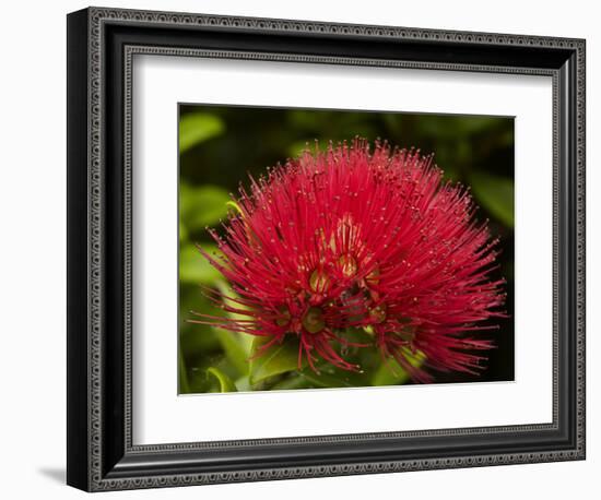 Pohutukawa Flower, Dunedin, South Island, New Zealand-David Wall-Framed Photographic Print