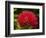 Pohutukawa Flower, Dunedin, South Island, New Zealand-David Wall-Framed Photographic Print