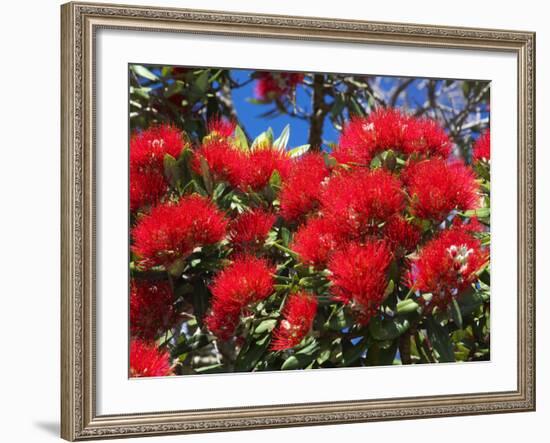 Pohutukawa Flowers, New Zealand-David Wall-Framed Photographic Print