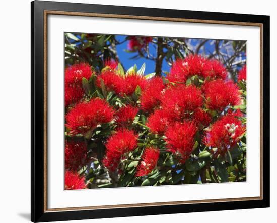 Pohutukawa Flowers, New Zealand-David Wall-Framed Photographic Print