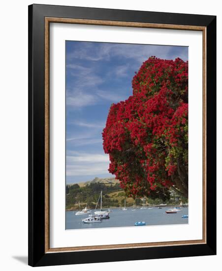 Pohutukawa Tree and Akaroa Harbour, Akaroa, Banks Peninsula, Canterbury, South Island, New Zealand-David Wall-Framed Photographic Print