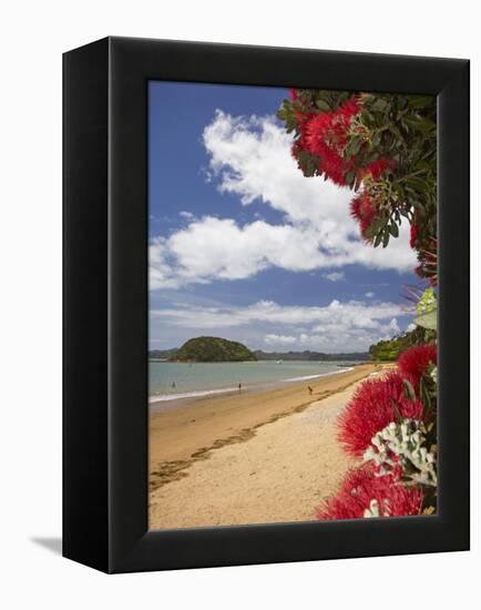 Pohutukawa Tree and Beach, Paihia, Bay of Islands, Northland, North Island, New Zealand-David Wall-Framed Premier Image Canvas