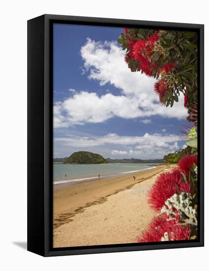 Pohutukawa Tree and Beach, Paihia, Bay of Islands, Northland, North Island, New Zealand-David Wall-Framed Premier Image Canvas