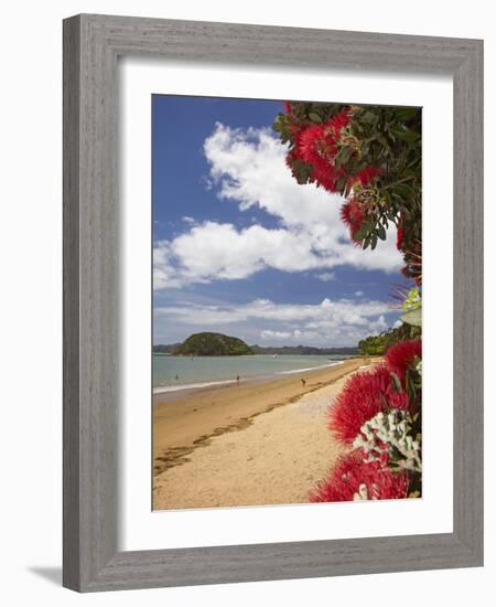 Pohutukawa Tree and Beach, Paihia, Bay of Islands, Northland, North Island, New Zealand-David Wall-Framed Photographic Print
