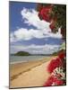 Pohutukawa Tree and Beach, Paihia, Bay of Islands, Northland, North Island, New Zealand-David Wall-Mounted Photographic Print