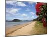 Pohutukawa Tree and Beach, Paihia, Bay of Islands, Northland, North Island, New Zealand-David Wall-Mounted Photographic Print