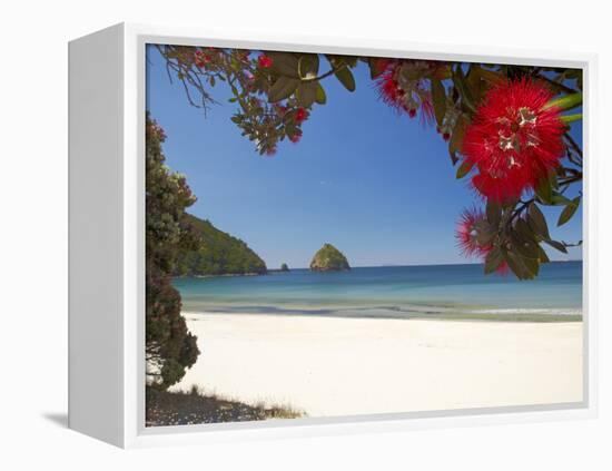 Pohutukawa Tree in Bloom and New Chums Beach, Coromandel Peninsula, North Island, New Zealand-David Wall-Framed Premier Image Canvas