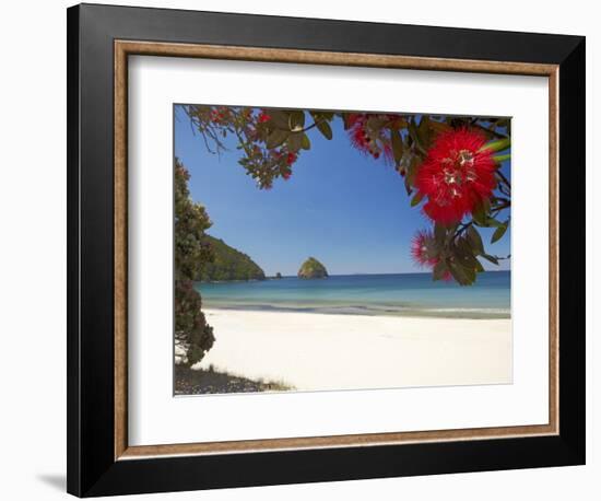 Pohutukawa Tree in Bloom and New Chums Beach, Coromandel Peninsula, North Island, New Zealand-David Wall-Framed Photographic Print