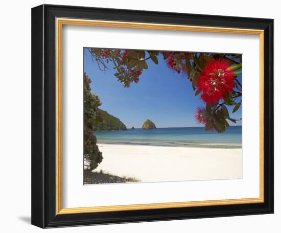 Pohutukawa Tree in Bloom and New Chums Beach, Coromandel Peninsula, North Island, New Zealand-David Wall-Framed Photographic Print