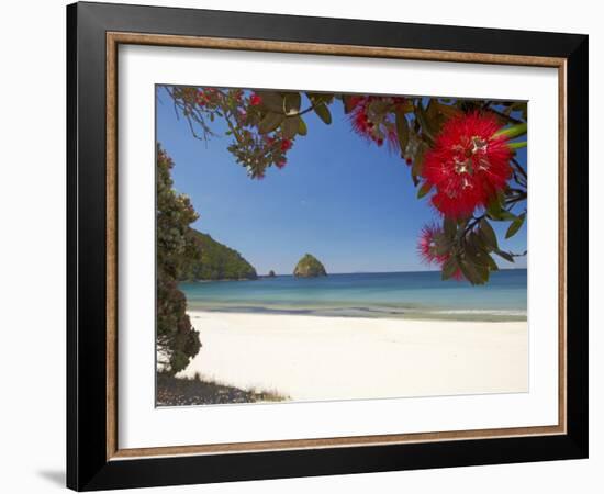 Pohutukawa Tree in Bloom and New Chums Beach, Coromandel Peninsula, North Island, New Zealand-David Wall-Framed Photographic Print