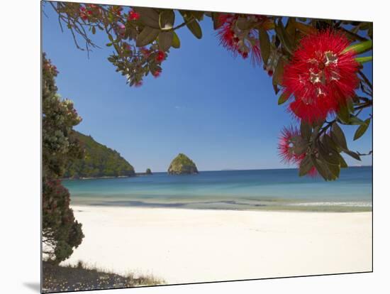Pohutukawa Tree in Bloom and New Chums Beach, Coromandel Peninsula, North Island, New Zealand-David Wall-Mounted Photographic Print