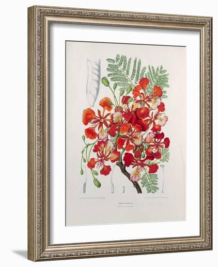 Poinciana Regia-Berthe Hoola Van Nooten-Framed Giclee Print