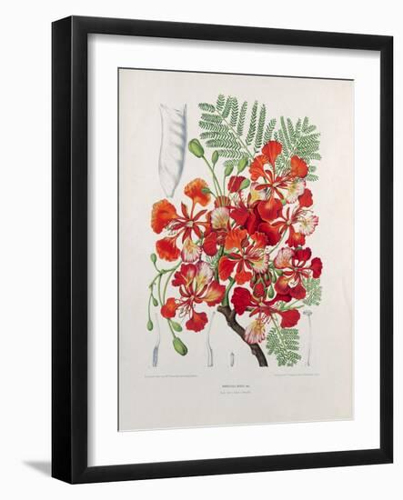 Poinciana Regia-Berthe Hoola Van Nooten-Framed Giclee Print