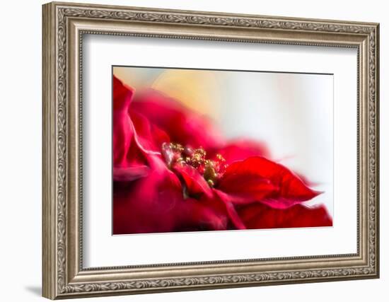 Poinsettia 1-Janet Slater-Framed Photographic Print