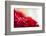 Poinsettia 1-Janet Slater-Framed Photographic Print