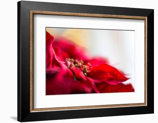 Poinsettia 1-Janet Slater-Framed Photographic Print